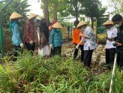 Plt Ketua TP PKK Kota Bekasi Bersama Kader  Panen Jahe dan Jambu Kristal