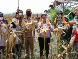 Bupati Taput Hadiri Panen Perdana Jagung Poktan Mandiri Sejahtera di Kecamatan Siborongborong
