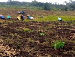 Petani Food Estate Panen Kentang 18 Ton Per Hektar di Humbahas