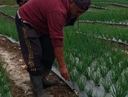 Hasil Panen Bawang Putih di FE Humbahas Meningkat