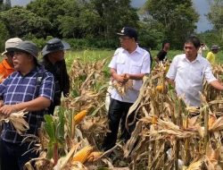 Bupati Humbahas Panen Jagung Bersama Poktan  di Lintongnihuta