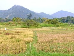 Terkait  Ikon Pertanian, Bupati Toba Dinilai Tak Sepaham dengan Kepala Dinas Pertanian?