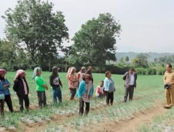 Bupati Humbahas Tinjau Penanaman Bawang Merah Bantuan BI di Desa Dolokmargu