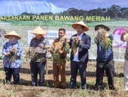 10 Ton Per Hektar, Bupati Humbahas Panen Bawang Merah di Food Estate