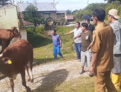 Pemkab Humbahas Salurkan Ternak Sapi kepada Kelompok Tani di Lintongnihuta