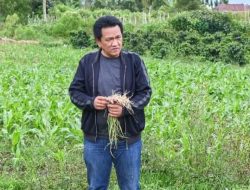 Bupati Humbahas Monitoring Pertanaman Bawang Merah di Lintongnihuta
