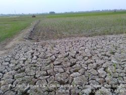 Dinas Pertanian Kabupaten Bekasi  Mitigasi Dampak Kemarau Fenomena El Nino