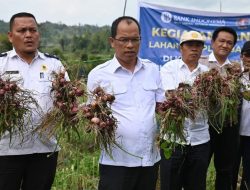Bupati Humbahas Bersama BI Sibolga Panen Bawang Merah di Lintongnihuta