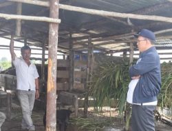 Bupati Humbahas Tinjau Peternakan Sapi di Pollung