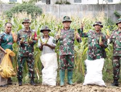Panen Raya Jagung Lahan Urban Farming, Wadanramil: Hasilnya Belum Maksimal Kita Harus Terus Belajar