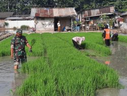 Wujud Keseriusan Meningkatkan Ketahanan Pangan, Babinsa Kali Baru Bantu Petani Tanam Padi