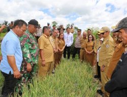 PANEN BAWANG MERAH, PEMKAB TAPUT BERKOMITMEN DUKUNG SEKTOR PERTANIAN