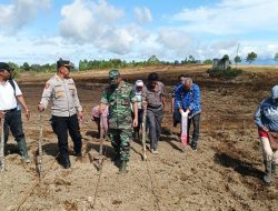 “Ayo Bertani” Dukung Program Ketahanan Pangan, Ketua Dewan Pembina Raja Praburaka Buka Lahan Pertanian di Taput