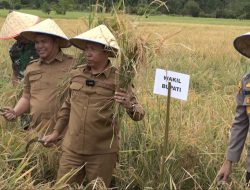 Bupati Taput JTP Hutabarat Bersama Forkopimda Panen Raya Padi di Purbatua