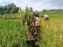 Kado Istimewa Hari Tani Nasional 2025, Bupati Bekasi Ade Kunang Persembahkan Perda LP2B Sejahterakan Petani