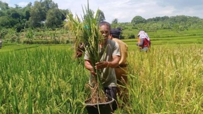 Kado Istimewa Hari Tani Nasional 2025, Bupati Bekasi Ade Kunang Persembahkan Perda LP2B Sejahterakan Petani