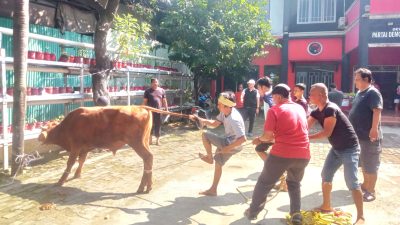 DPC PDI Perjuangan Kabupaten Bekasi Salurkan Daging Qurban, Maknai Keteladanan Nabi Ibrahim Alaihissalam