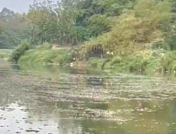Temuan Kematian Ikan Sapu‑sapu di Kali Bekasi, DLH Kota Bekasi Lakukan Penelusuran Dugaan Pencemaran